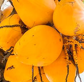 Bright yellow tropical coconuts grown in Mauritius
