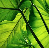 Close-up of lush green tropical leaves representing Mauritius nature