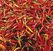 Close-up of red chilies symbolizing Mauritian spice culture