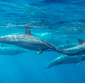 Underwater view of dolphins swimming near Mauritius coast