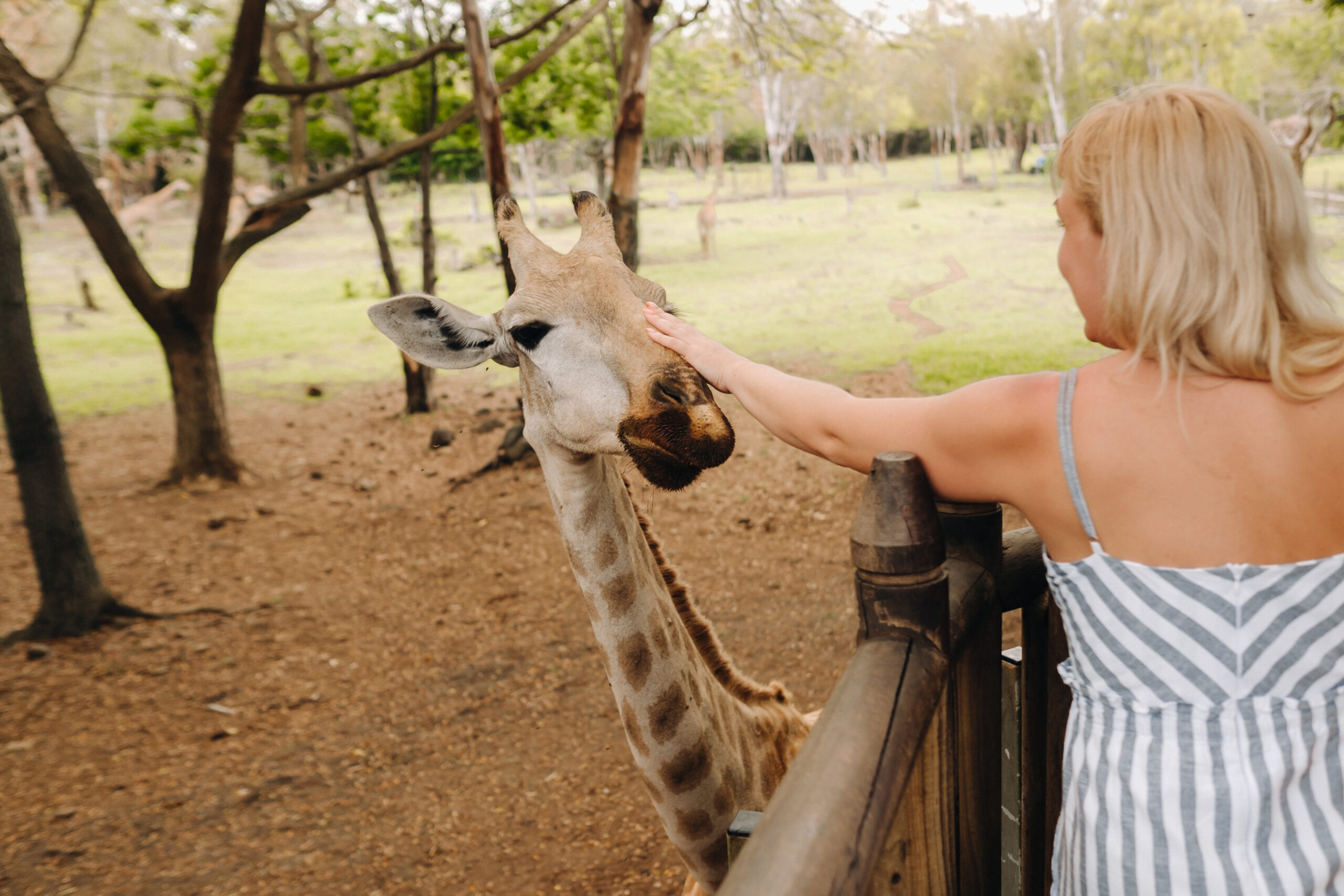 Young girl feeding a friendly giraffe in Casela Nature & Leisure Park, Mauritius