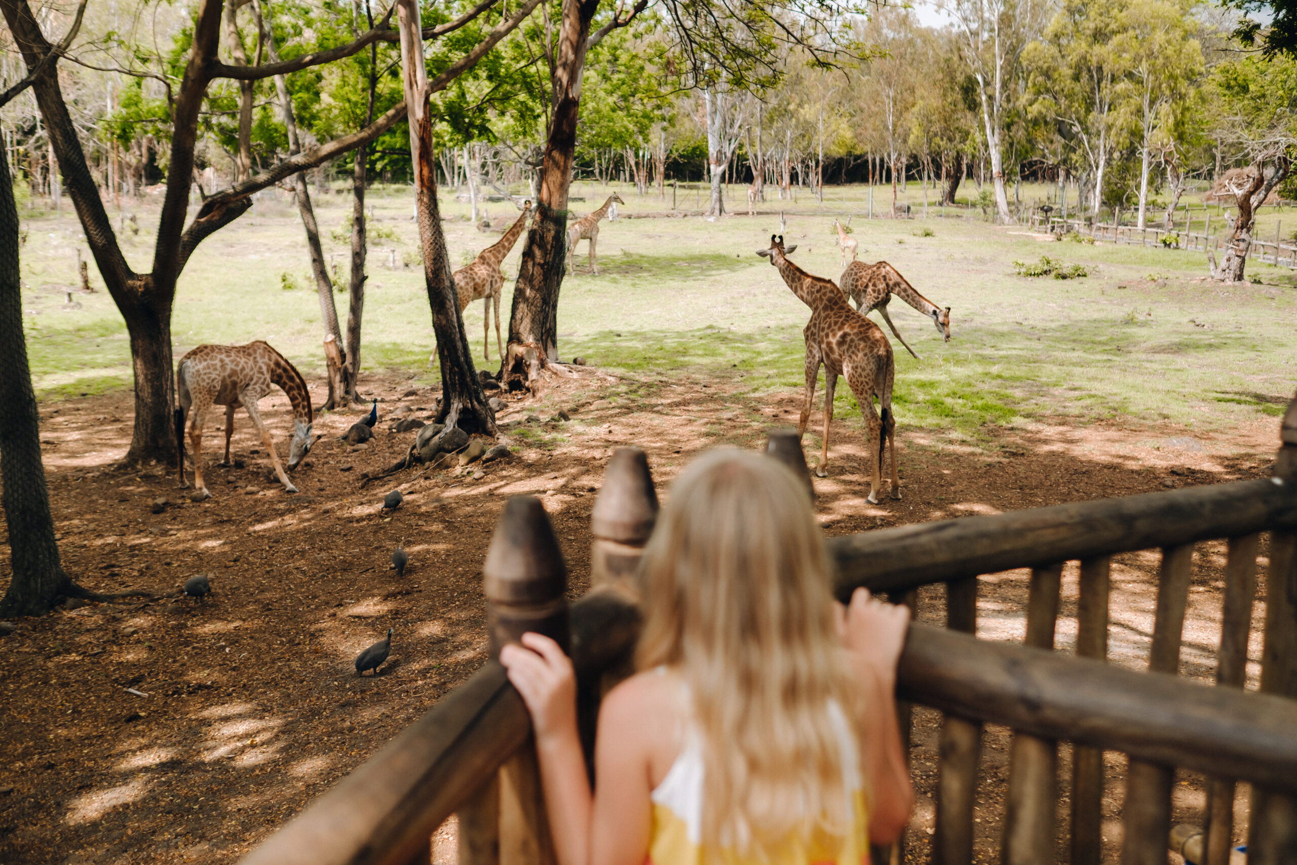 Tourist girl observing giraffes from a wooden fence in Casela Nature Park, Mauritius