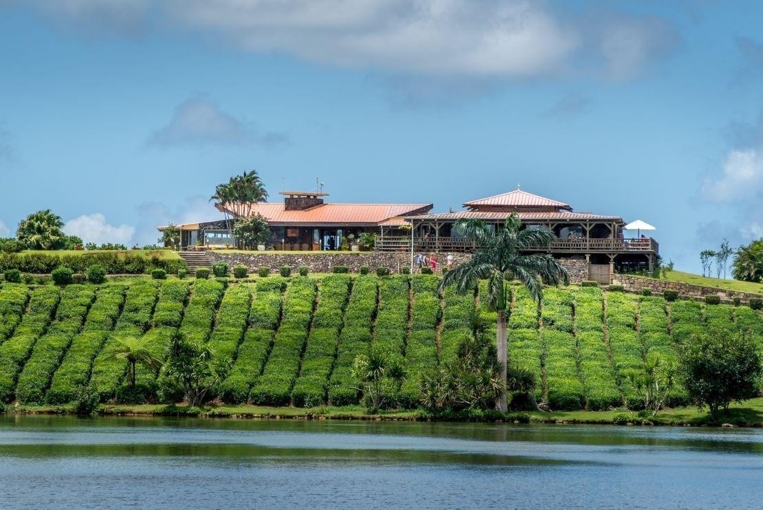 A scenic view of tea fields and factory at Bois Chéri, Mauritius