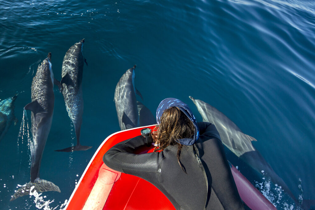 Group of tourists on a boat observing dolphins swimming in the clear blue waters of Mauritius