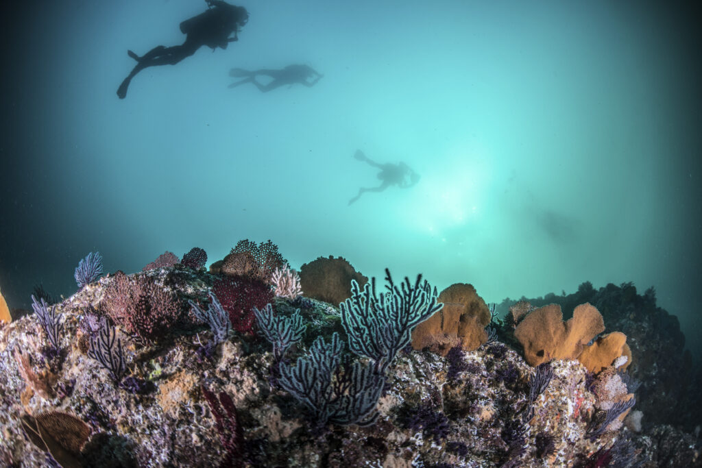 Scuba divers exploring coral reef in Mauritius