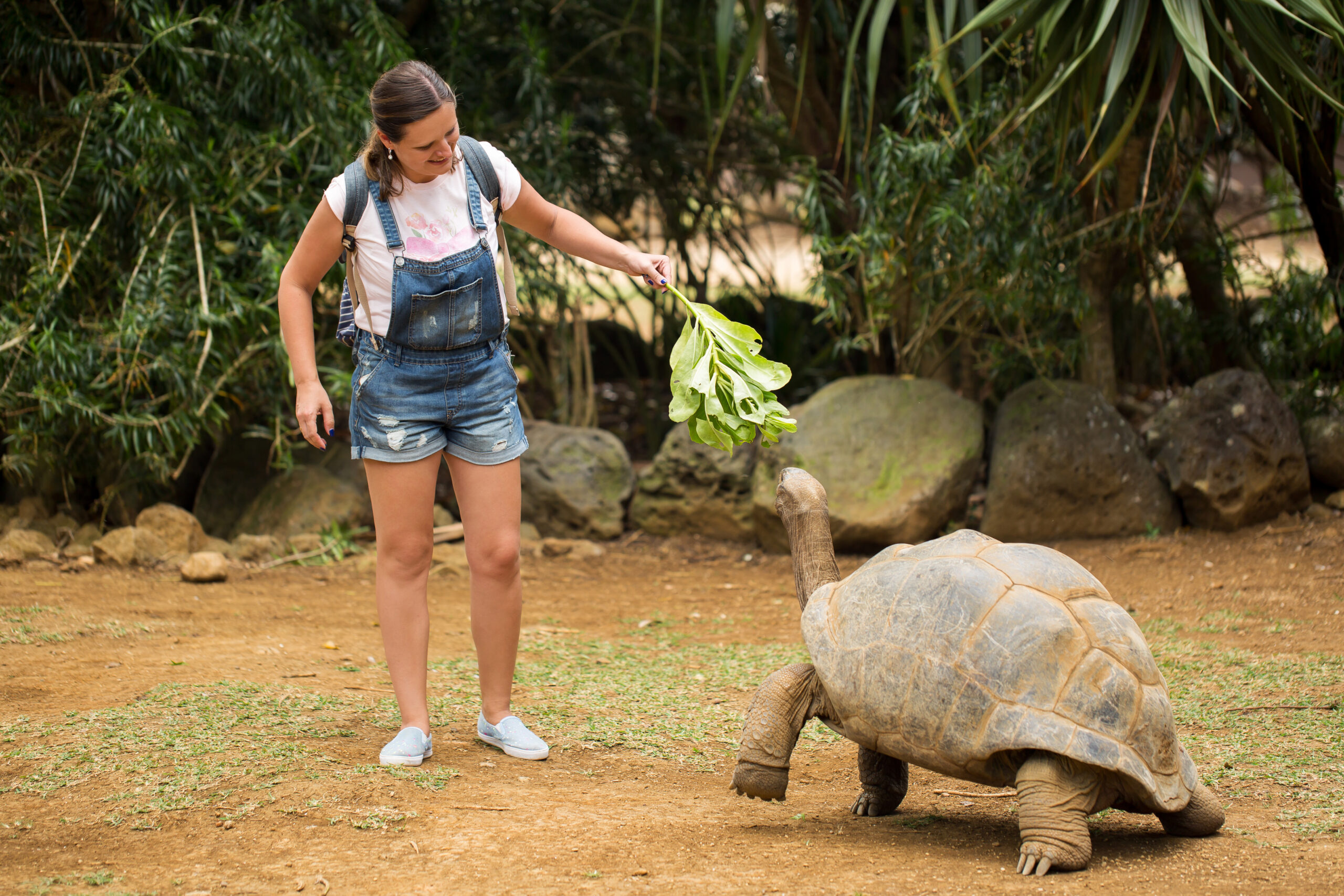Young tourist feeding a giant Aldabra tortoise at Casela Wildlife Adventure Park in Mauritius