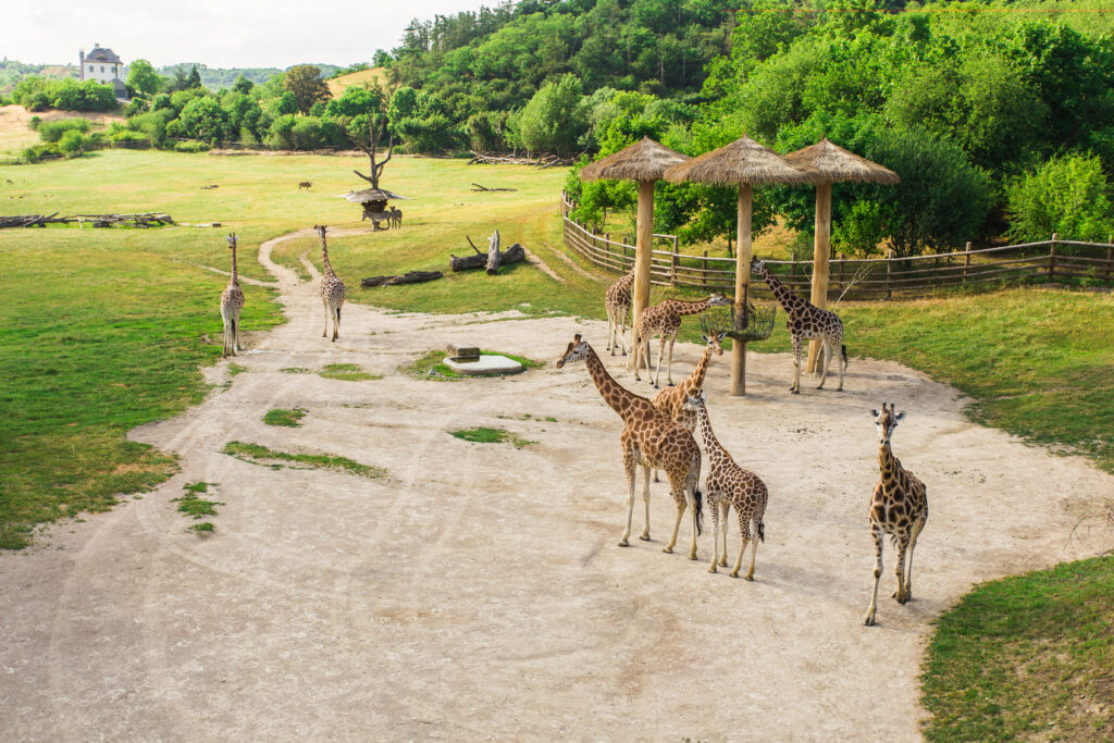 Group of giraffes walking freely in a wide-open area at Casela Park in Mauritius