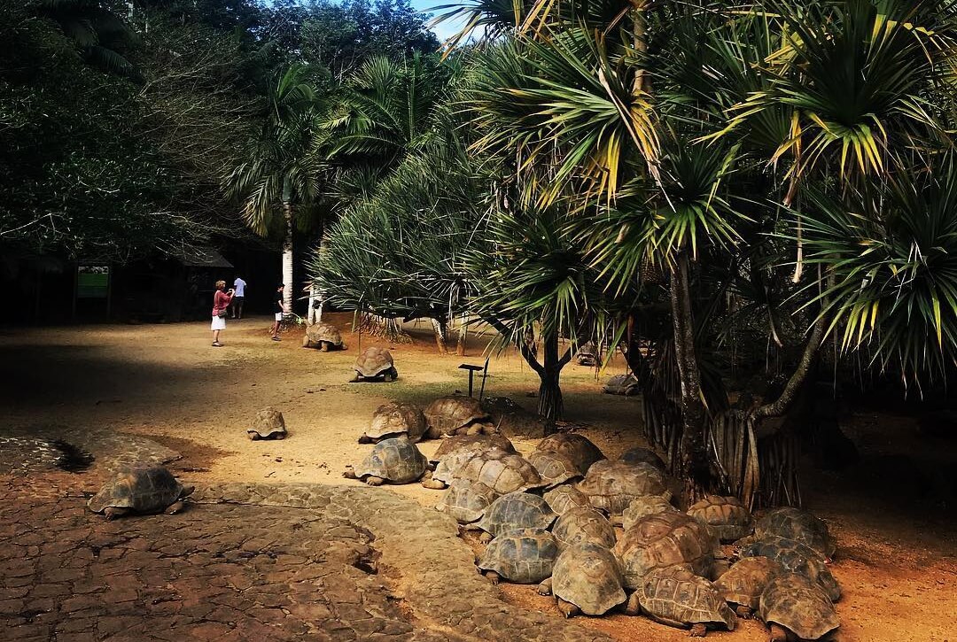 Giant tortoise and tropical nature at La Vanille Nature Park in Mauritius