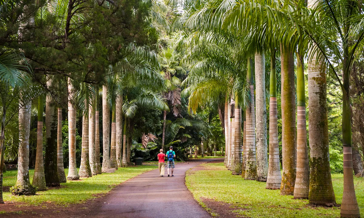 Pathway through Labourdonnais Orchard with exotic tropical fruits and lush greenery in Mauritius