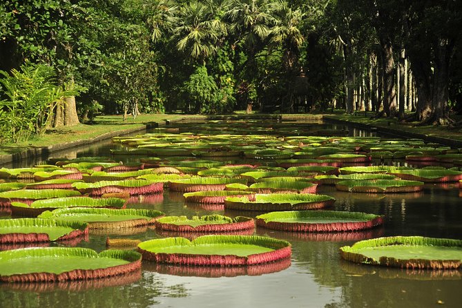 Giant Victoria water lilies and tropical plants at Pamplemousses Botanical Garden in Mauritius