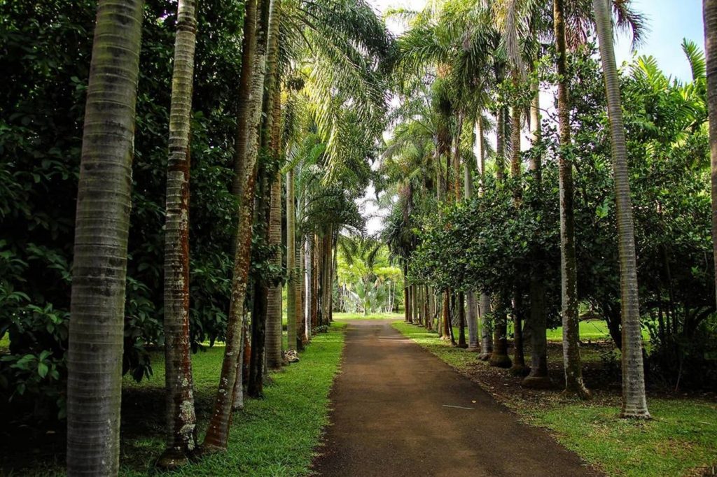 Botanical Garden in Mauritius