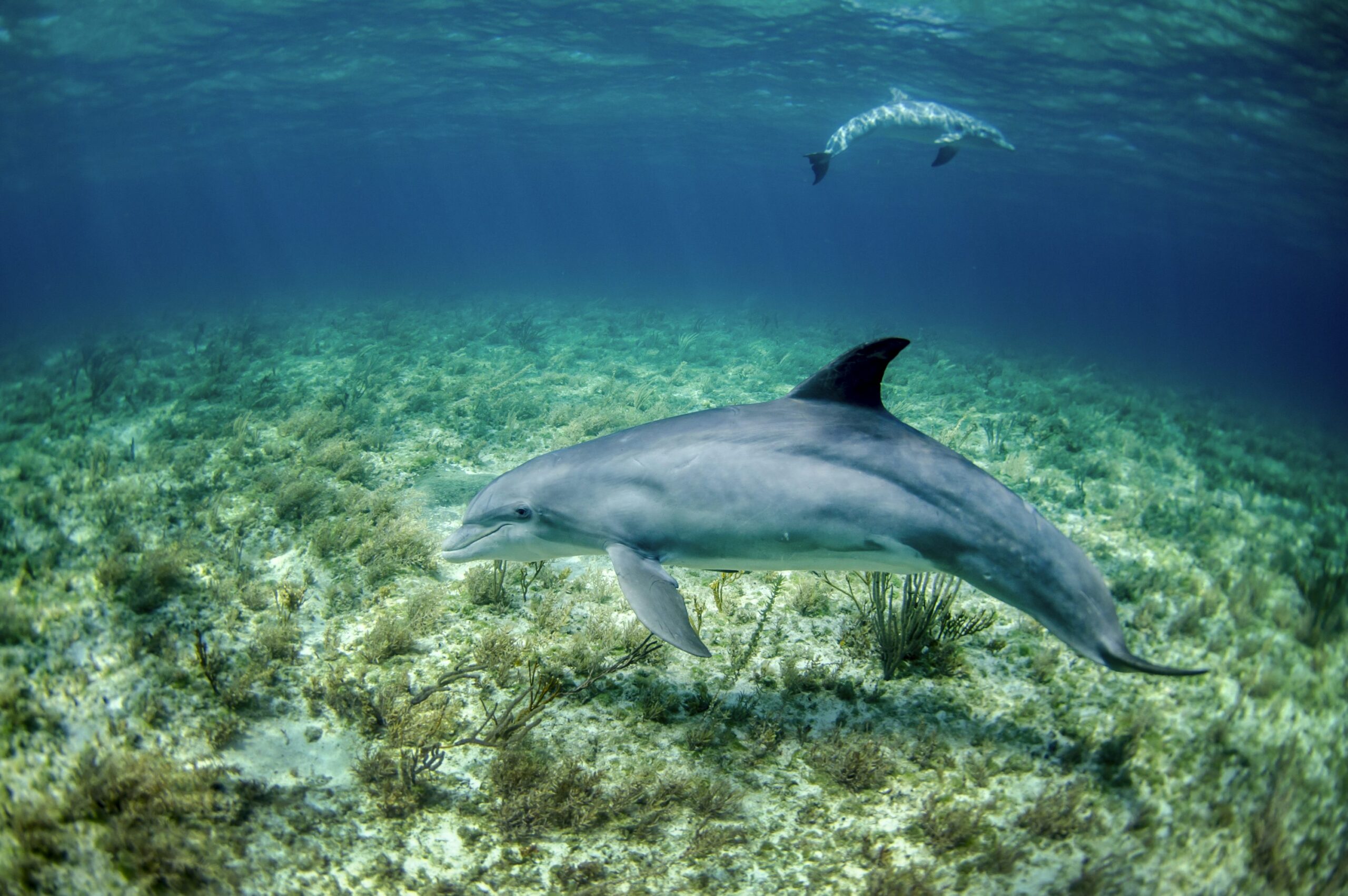 Snorkeler capturing underwater view of dolphins swimming beneath the surface near Mauritius