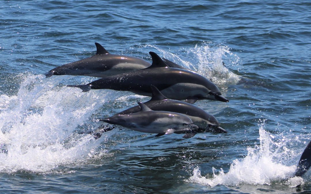 Wild Dolphins Jumping in the Indian Ocean – Mauritius Dolphin Cruise