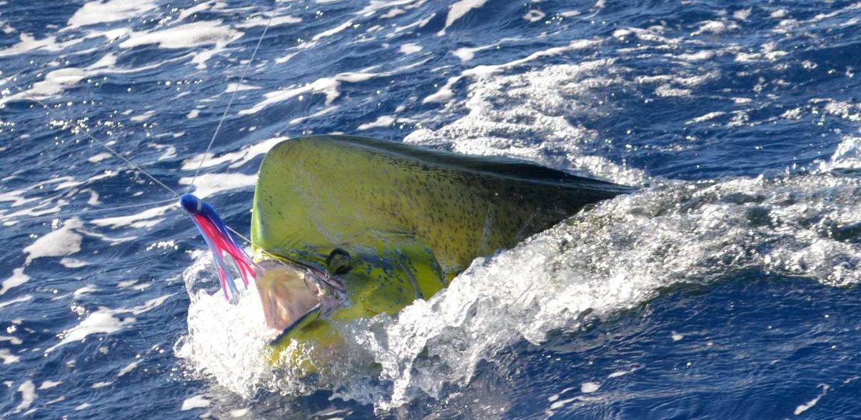 Fresh Mahi-Mahi fish caught during deep sea fishing trip near Black River, Mauritius