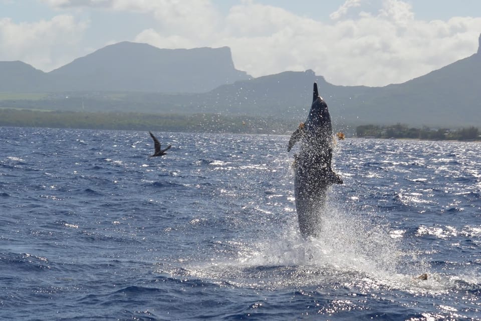 A wild dolphin jumping in the ocean during the Dolphin Cruise in Mauritius