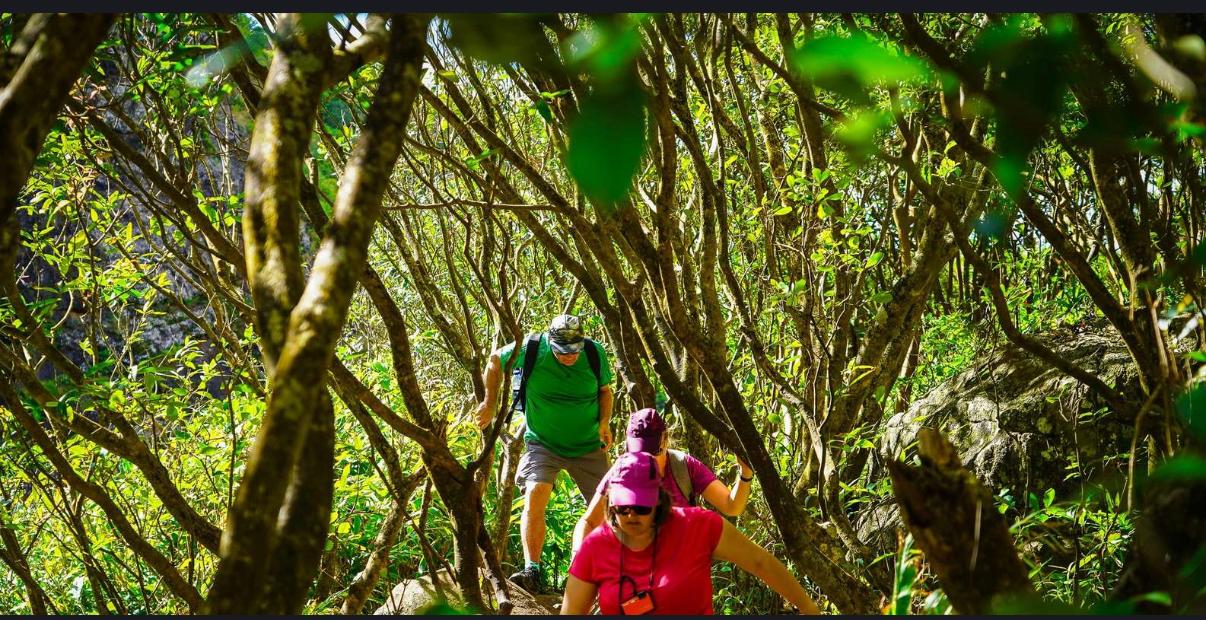 Group hiking through forest trail near Tamarind Falls in Mauritius