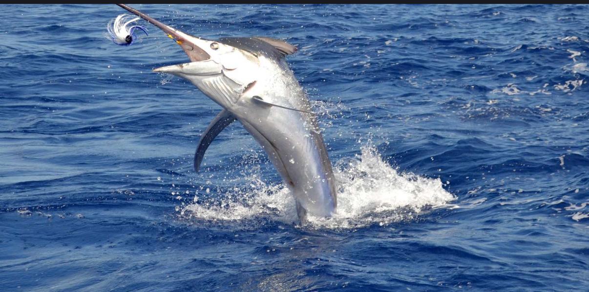 A marlin leaping out of the water during a deep-sea fishing excursion