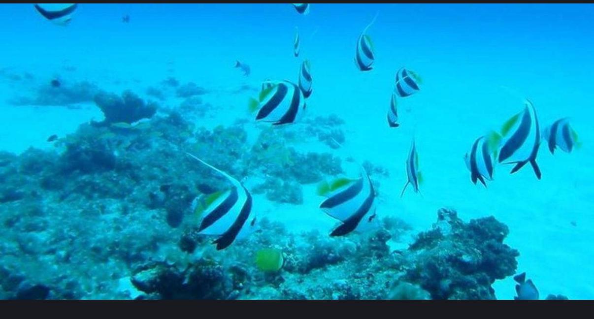 Clear view of coral reef and fish during underwater activity in Mauritius