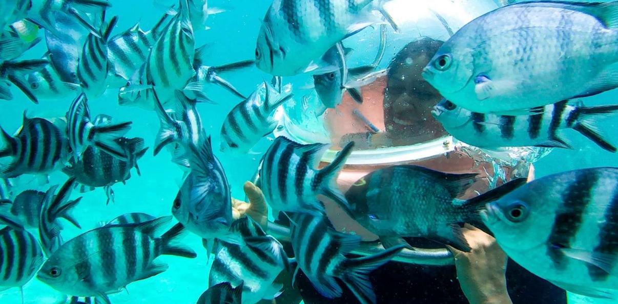 Tourist surrounded by striped fish during undersea walk in Mauritius