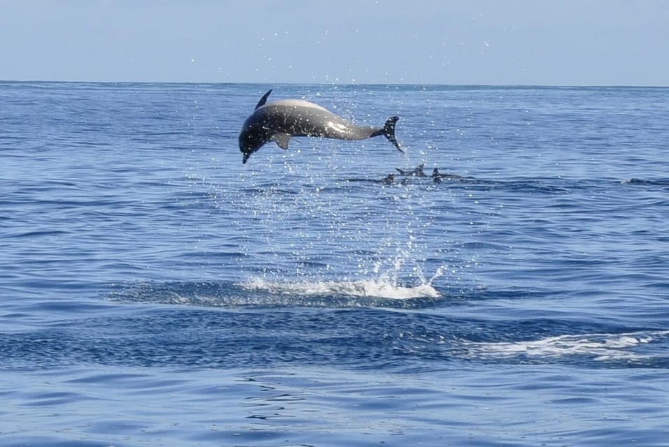 A dolphin splashing in the ocean while cruising the waters of Mauritius