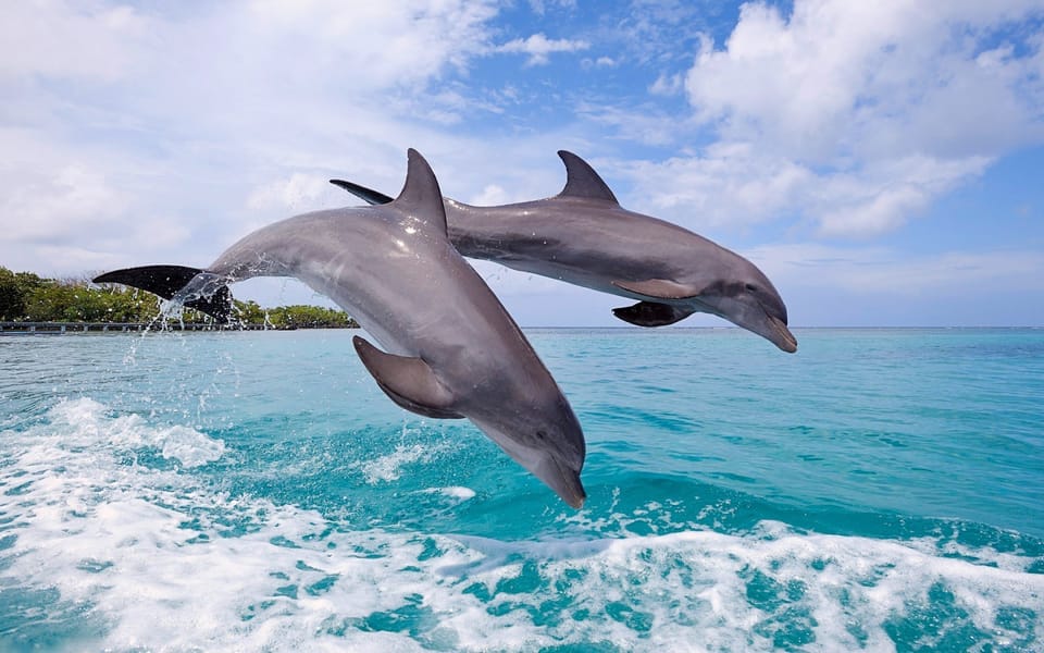 Two dolphins swimming and playing in the crystal-clear waters of Mauritius